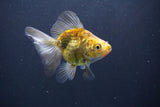 Ryukin  Calico 3.5 Inch (ID#1011Ry7a-2) Free2Day SHIPPING