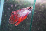 Red    White Crowntail Male Betta (ID#801-M521) Free2Day SHIPPING