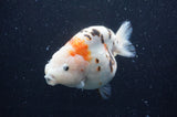 Milk Cow Ranchu  Calico 5 Inch (ID#408R10c-99) Free2Day SHIPPING