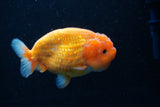 Ranchu  Sakura 4 Inch (ID#214R1c-46) Free2Day SHIPPING