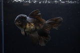 Juvenile Thai Oranda  Black 4.5 Inch (ID#1217To12c-73) Free2Day SHIPPING