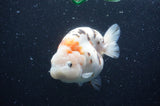 Milk Cow Ranchu  Calico 5 Inch (ID#408R10c-99) Free2Day SHIPPING
