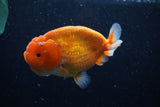 Ranchu  Sakura 4 Inch (ID#214R1c-46) Free2Day SHIPPING