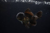 Juvenile Thai Oranda  Black 4.5 Inch (ID#1217To12c-73) Free2Day SHIPPING