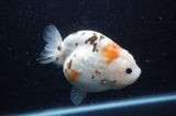 Milk Cow Ranchu  Calico 5 Inch (ID#408R10c-99) Free2Day SHIPPING