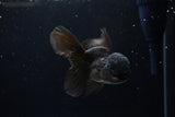 Juvenile Thai Oranda  Black 4.5 Inch (ID#1217To12c-73) Free2Day SHIPPING