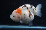 Milk Cow Ranchu  Calico 5 Inch (ID#408R10c-99) Free2Day SHIPPING