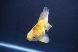 Ryukin  Calico 4 Inch (ID#1011Ry7a-3) Free2Day SHIPPING