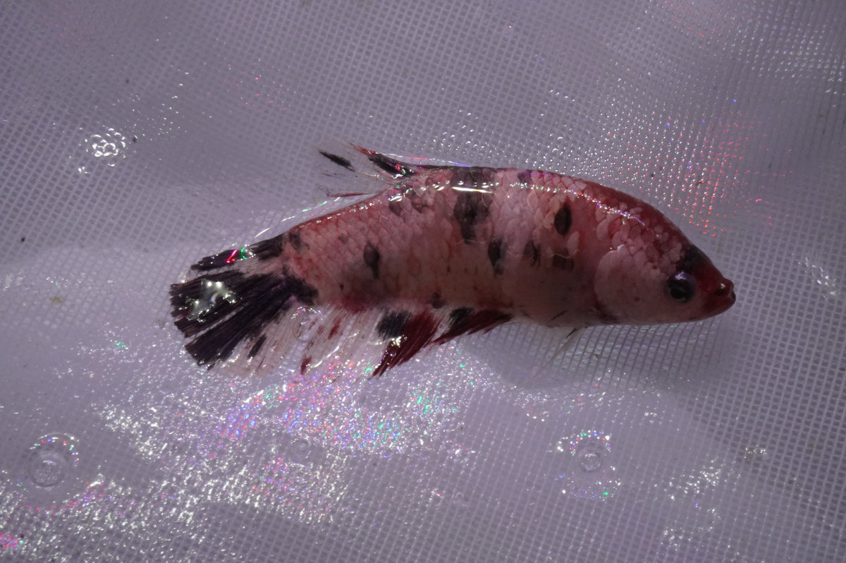 Betta Koi — King Koi and Goldfish