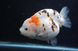 Milk Cow Ranchu  Calico 5 Inch (ID#408R10c-99) Free2Day SHIPPING