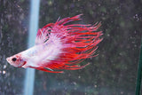 Red    White Crowntail Male Betta (ID#801-M521) Free2Day SHIPPING