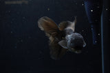 Juvenile Thai Oranda  Black 4.5 Inch (ID#1217To12c-73) Free2Day SHIPPING