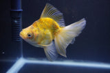 Ryukin  Calico 4 Inch (ID#1011Ry7a-3) Free2Day SHIPPING