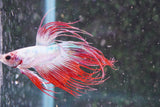 Red    White Crowntail Male Betta (ID#801-M521) Free2Day SHIPPING