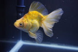 Ryukin  Calico 4 Inch (ID#1011Ry7a-3) Free2Day SHIPPING