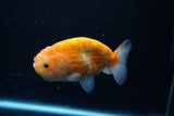 Ranchu  Sakura 3.5 Inch (ID#214R1c-47) Free2Day SHIPPING