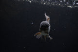 Juvenile Thai Oranda  Black 4.5 Inch (ID#1217To12c-73) Free2Day SHIPPING