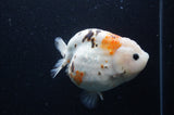 Milk Cow Ranchu  Calico 5 Inch (ID#408R10c-99) Free2Day SHIPPING