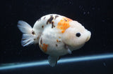 Milk Cow Ranchu  Calico 5 Inch (ID#408R10c-99) Free2Day SHIPPING