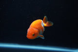 Baby Ranchu  Red White 2.5 Inch (ID#1129R9c-42) Free2Day SHIPPING