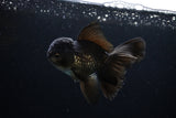 Juvenile Thai Oranda  Black 4.5 Inch (ID#1217To12c-73) Free2Day SHIPPING