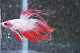 Red    White Crowntail Male Betta (ID#801-M521) Free2Day SHIPPING