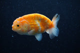 Ranchu  Sakura 3.5 Inch (ID#214R1c-47) Free2Day SHIPPING