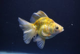 Ryukin  Calico 4 Inch (ID#1011Ry7a-3) Free2Day SHIPPING