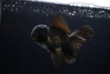 Juvenile Thai Oranda  Black 4.5 Inch (ID#1217To12c-73) Free2Day SHIPPING