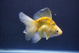 Ryukin  Calico 4 Inch (ID#1011Ry7a-3) Free2Day SHIPPING