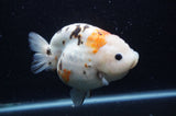 Milk Cow Ranchu  Calico 5 Inch (ID#408R10c-99) Free2Day SHIPPING
