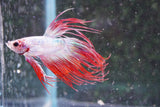 Red    White Crowntail Male Betta (ID#801-M521) Free2Day SHIPPING