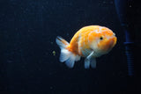 Ranchu  Sakura 3.5 Inch (ID#214R1c-47) Free2Day SHIPPING