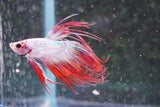 Red    White Crowntail Male Betta (ID#801-M521) Free2Day SHIPPING