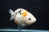 Milk Cow Ranchu  Calico 5 Inch (ID#408R10c-99) Free2Day SHIPPING