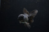 Juvenile Thai Oranda  Black 4.5 Inch (ID#1217To12c-73) Free2Day SHIPPING