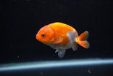 Baby Ranchu  Red White 2.5 Inch (ID#1129R9c-42) Free2Day SHIPPING