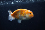 Ranchu  Sakura 3.5 Inch (ID#214R1c-47) Free2Day SHIPPING