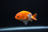 Baby Ranchu  Red White 2.5 Inch (ID#1129R9c-42) Free2Day SHIPPING