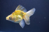 Ryukin  Calico 4 Inch (ID#1011Ry7a-3) Free2Day SHIPPING