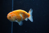 Ranchu  Sakura 3.5 Inch (ID#214R1c-47) Free2Day SHIPPING