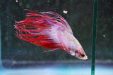 Red    White Crowntail Male Betta (ID#801-M521) Free2Day SHIPPING