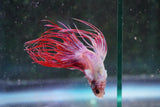 Red    White Crowntail Male Betta (ID#801-M521) Free2Day SHIPPING