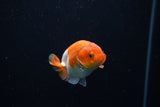 Baby Ranchu  Red White 2.5 Inch (ID#1129R9c-42) Free2Day SHIPPING