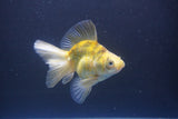 Ryukin  Calico 4 Inch (ID#1011Ry7a-3) Free2Day SHIPPING