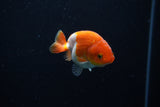 Baby Ranchu  Red White 2.5 Inch (ID#1129R9c-42) Free2Day SHIPPING