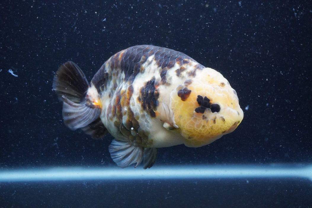 Milk Cow Ranchu  Calico 5 Inch (ID#408R10c-100) Free2Day SHIPPING