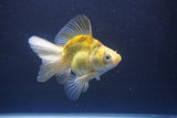 Ryukin  Calico 4 Inch (ID#1011Ry7a-3) Free2Day SHIPPING