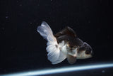 Juvenile Thai Oranda  Panda 3.5 Inch (ID#1217To12c-74) Free2Day SHIPPING