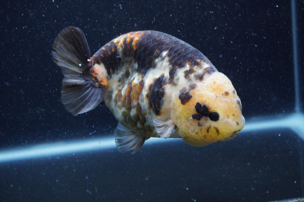Milk Cow Ranchu  Calico 5 Inch (ID#408R10c-100) Free2Day SHIPPING